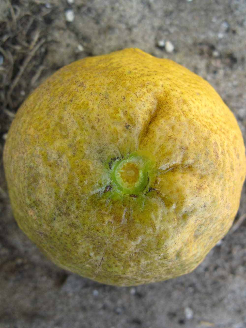            Fruit (Vangasay, Winter Haven, FL)   